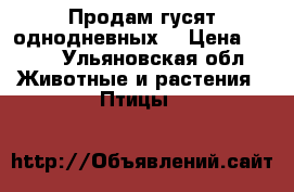 Продам гусят однодневных  › Цена ­ 160 - Ульяновская обл. Животные и растения » Птицы   